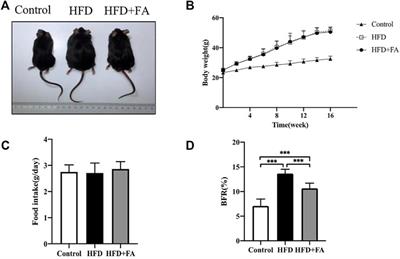 Folic Acid Attenuates High-Fat Diet-Induced Osteoporosis Through the AMPK Signaling Pathway